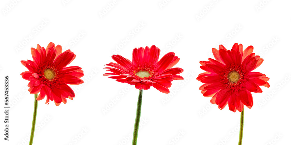 Collection set of three red daisies (gerbera) flowers isolated on transparent background, png file Collection set of three red daisies (gerbera) flowers isolated on transparent background, png file