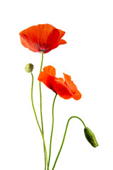 Close up photo of red poppies and buds isolated on white or transparent background, spring and summer cut out flowers, png cut out
