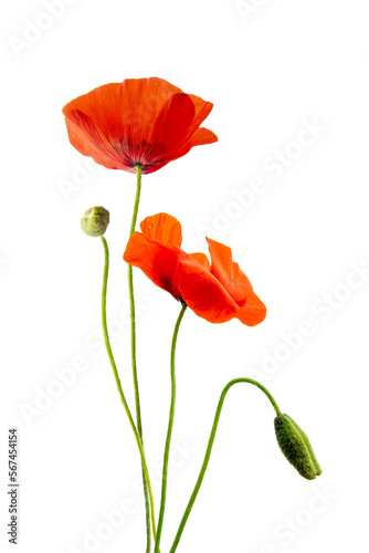 Obraz na plátně Close up of red poppies flowers and buds isolated on transparent background