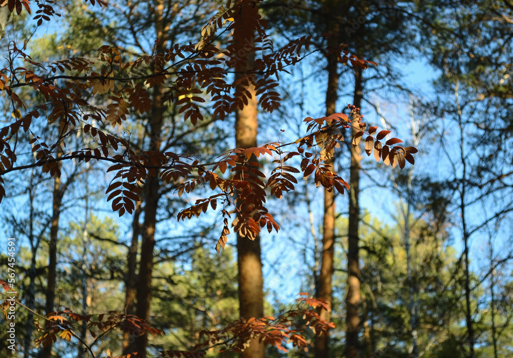 Fototapeta premium Red rowan leaves are illuminated by sunlight in the forest thicket