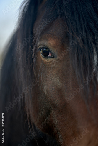 horse eye to eye