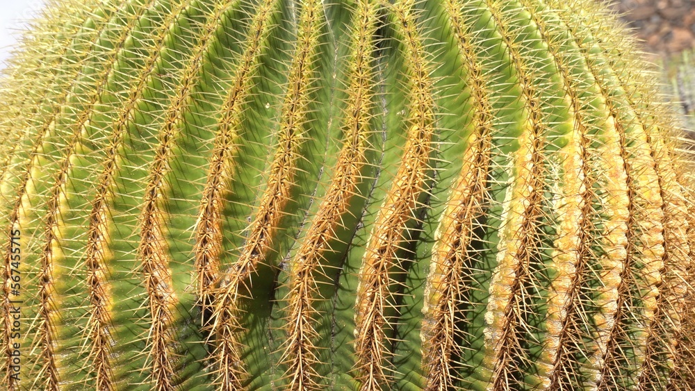 Echinocactus grusonii is a prickly round cactus - amazing succulent plants in a garden in Lanzarote volcanic island in canary Spain Echinocactus grusonii is a prickly round cactus - amazing succulent plants in a garden in Lanzarote volcanic island in canary Spain