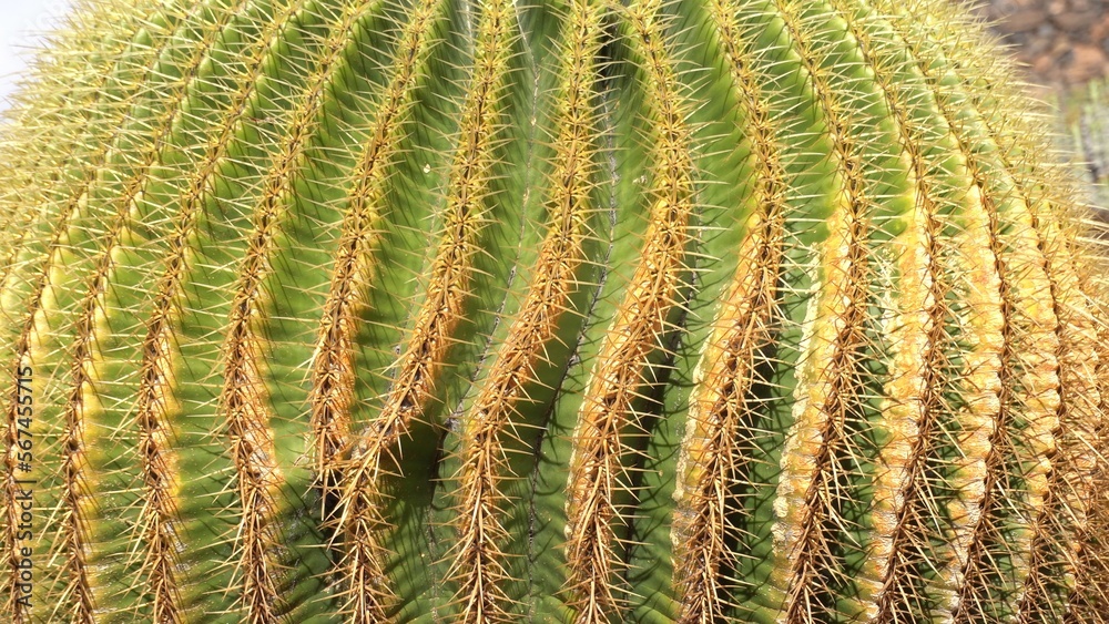 Echinocactus grusonii is a prickly round cactus - amazing succulent plants in a garden in Lanzarote volcanic island in canary Spain 