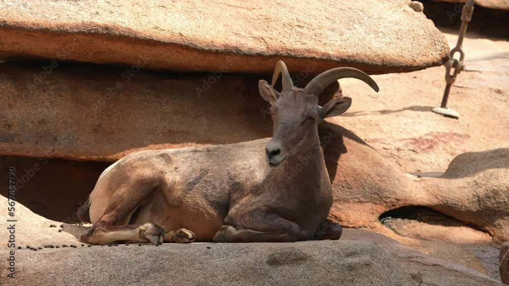 Close-up view of the wild goat with horns having a rest in the shadow on a sunny day in Tanzania National park. Close-up view of the wild goat with horns having a rest in the shadow on a sunny day in Tanzania National park.