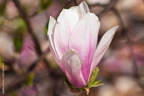 Fototapeta Naklejka Na Ścianę i Meble -  Blossoming of Magnolia Tree in Close-up. Pink flowers. Latin name Magnolia liliiflora.