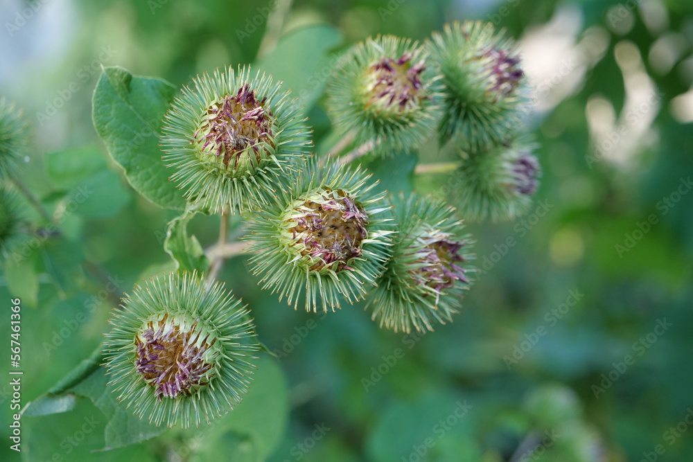 Arctium lappa, commonly called greater burdock,beggars button,thorny burr Arctium lappa, commonly called greater burdock,beggars button,thorny burr