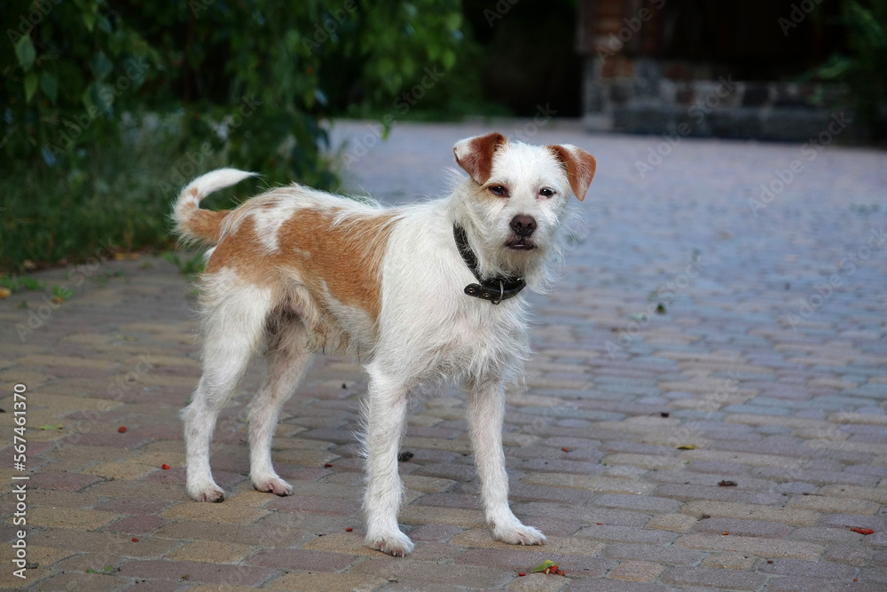 Small dog with collar looks at the camera and squints in disbelief Small dog with collar looks at the camera and squints in disbelief