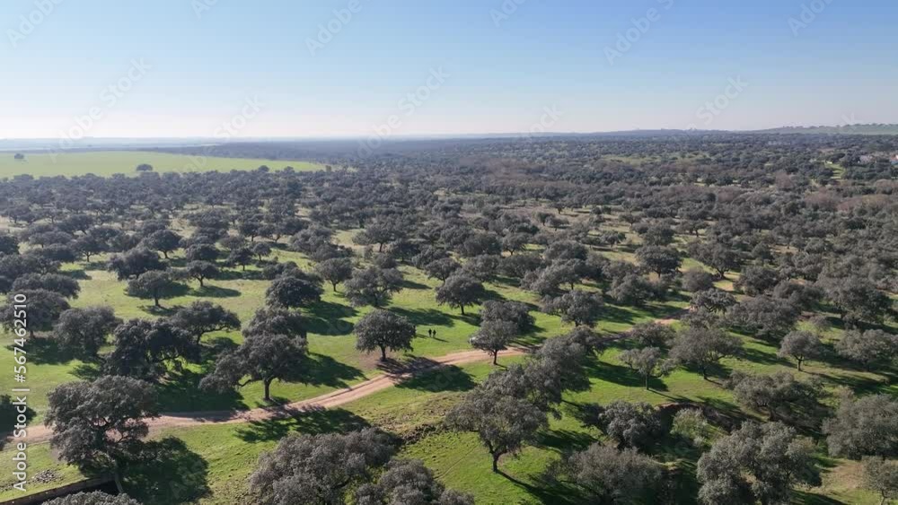 Landscape with Trees, Grass and Dirt Road. Dehesa, Spain. Aerial Drone Footage. Landscape with Trees, Grass and Dirt Road. Dehesa, Spain. Aerial Drone Footage.