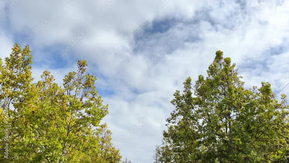 Green Trees Against Clouded Sky On A Sunny Day In Early Autumn. low angle Green Trees Against Clouded Sky On A Sunny Day In Early Autumn. low angle
