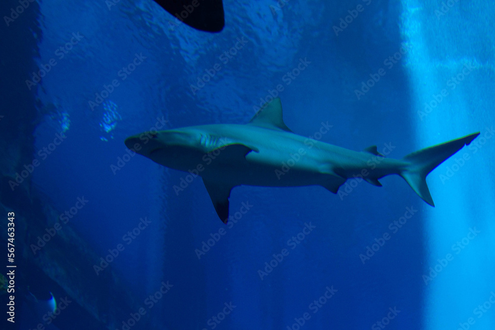 Fototapeta premium underwater world. great gray shark