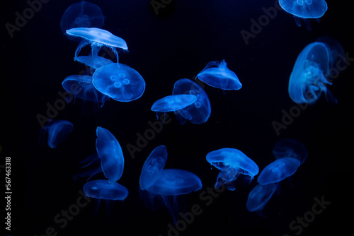 blue jellyfish on a black background © Павел Ващенков