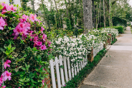 Fototapeta Naklejka Na Ścianę i Meble -  A white picket fence with jasmine and azaleas in bloom with a suburban sidewalk