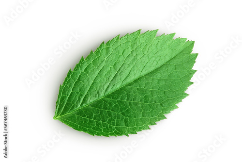 rosehip green leaves isolated on white background