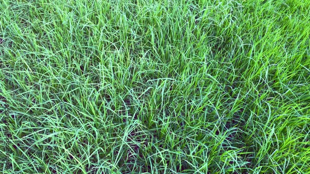 Green grass field moving by wind Green grass field moving by wind