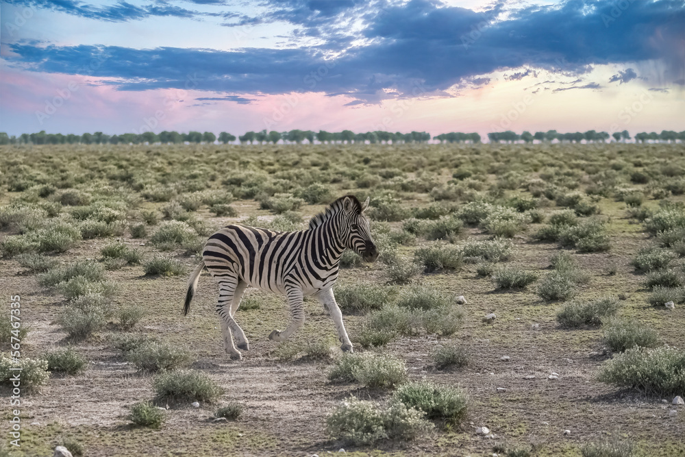 Naklejka premium A young zebra running in the bush in Namibia