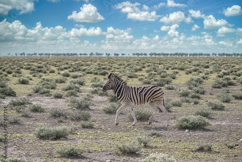 A young zebra running in the bush in Namibia 