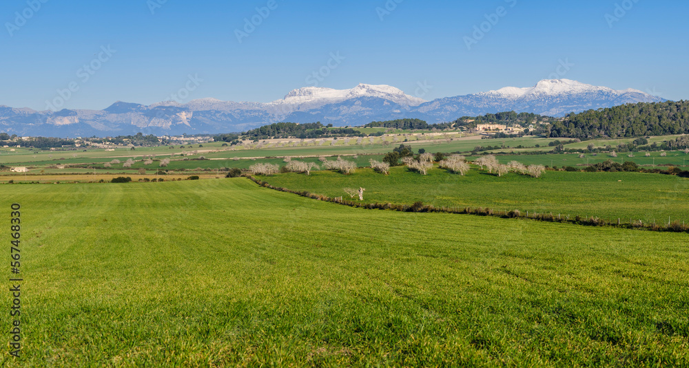 Snow-capped Puig Major and snow-capped Puig de Massanella seen from the cultivated fields of Sant Joan, Majorca, Balearic Islands, Spain