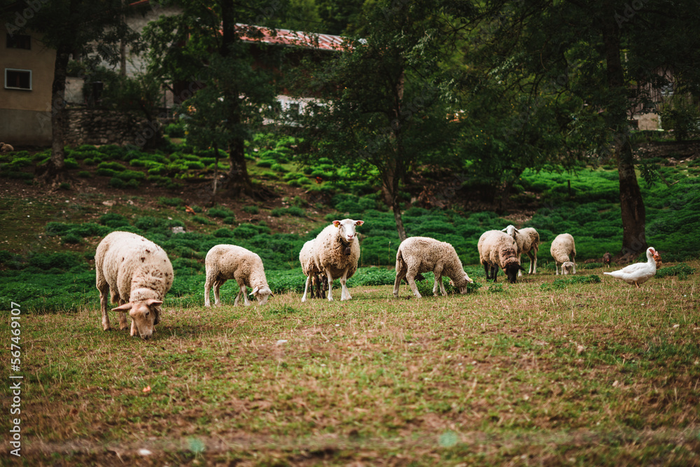 Sheeps in the Alps on a farm