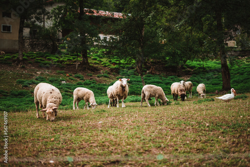 Sheeps in the Alps on a farm