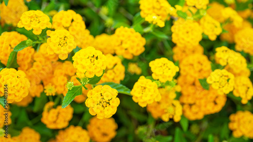 Yellow lantana is perennial flowering plants in verbena family, Verbenaceae. Herbaceous plants and shrubs. Aromatic flower clusters called umbels. Plants of unrelated genus Abronia, sand-verbenas photo