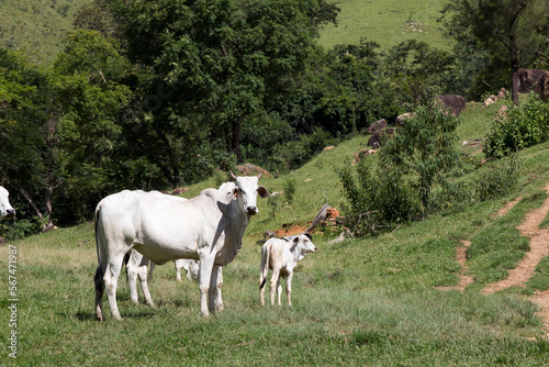 Nellore cow with her calf in a green pasture. Brazil