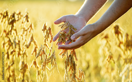 Farmer checking crop in a soybean field, close up photo. Agricultural concept photo