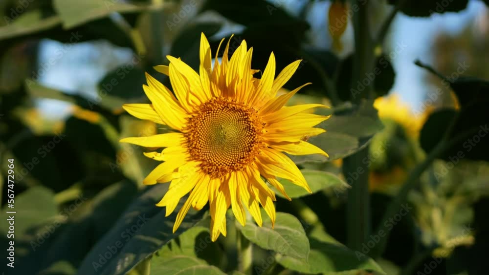 Small flower of a sunflower against the background of green foliage of the plant Small flower of a sunflower against the background of green foliage of the plant
