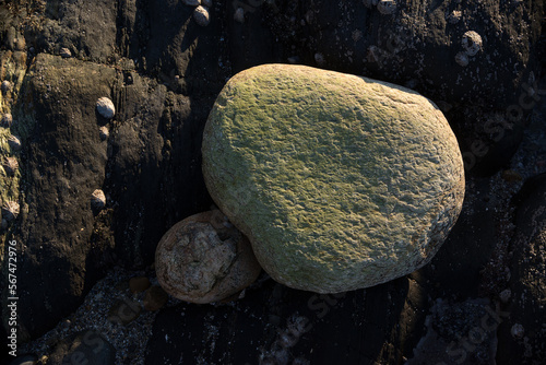 Photography White stone lies among the dark rocks on the seashore