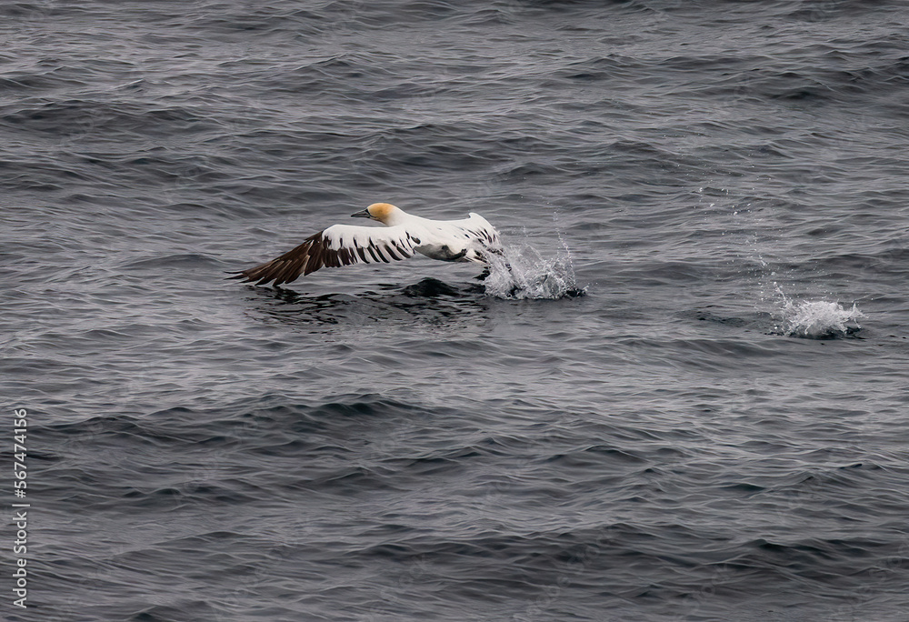 Fototapeta premium Gannet