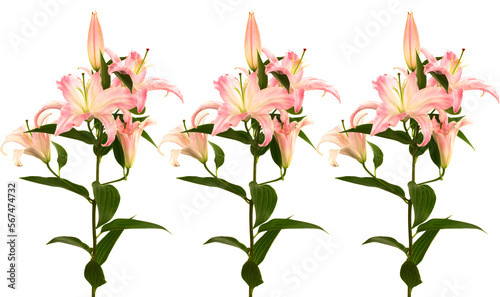 Beautiful pink lily on a white background