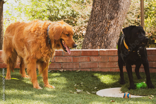 two dogs playing