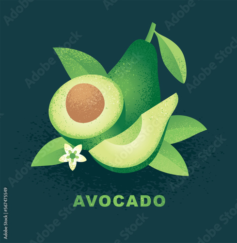 Composition of avocado with leaves. Vector illustration. Whole and halved avocado isolated on black background. Drawing in abstract style with noise and grain texture.