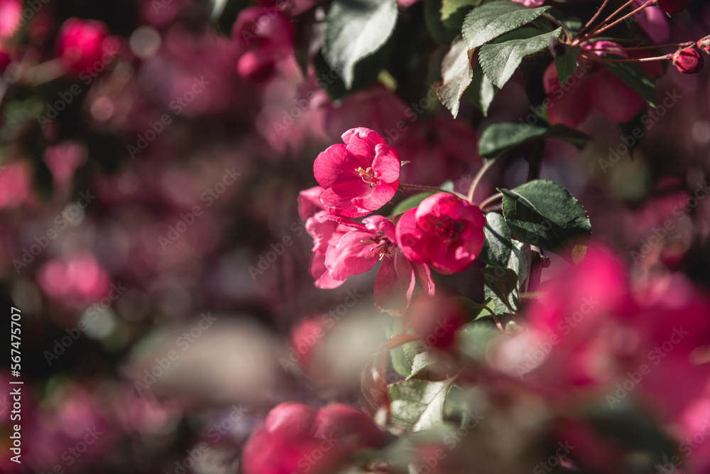 beautiful pink apple blossoms. spring, postcard background beautiful pink apple blossoms. spring, postcard background
