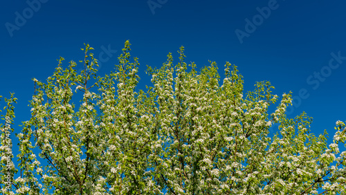 Pear flowers on tree branches against the sky.