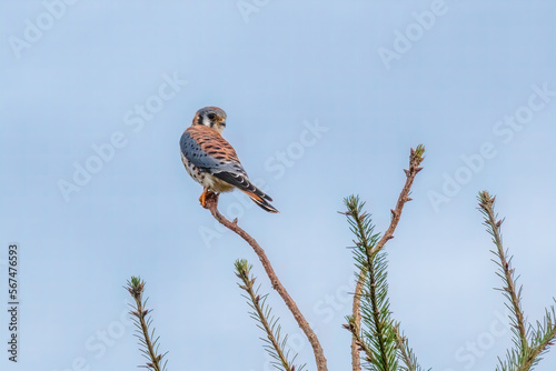 American Kestrel perched on tip of branch looking over shoulder