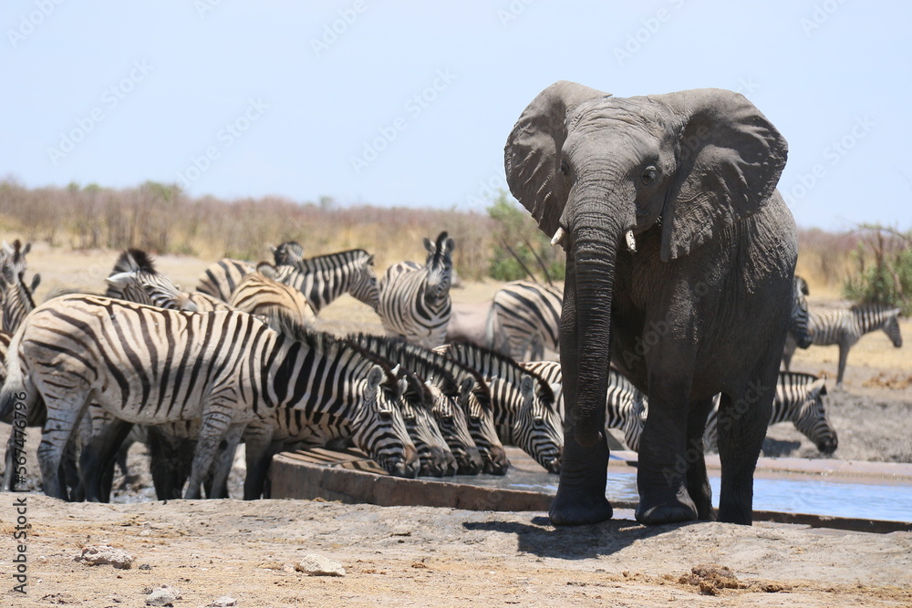 Fototapeta premium elephants et zebres au point d'eau