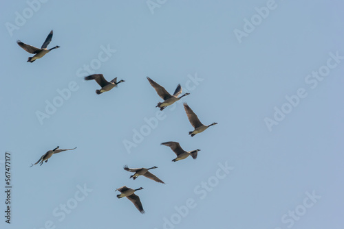 A Small Flock Of Canada Geese Flying In A Blue Sky