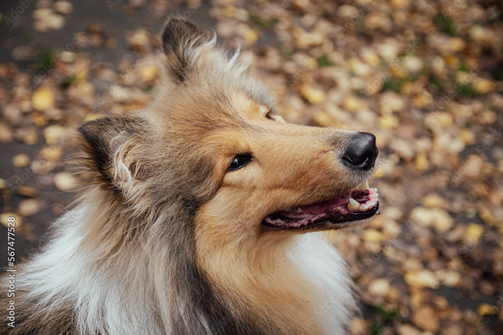 Autumnal Gaze: Fluffy Dog, collie rough, Captivated by Nature's Beauty Autumnal Gaze: Fluffy Dog, collie rough, Captivated by Nature's Beauty