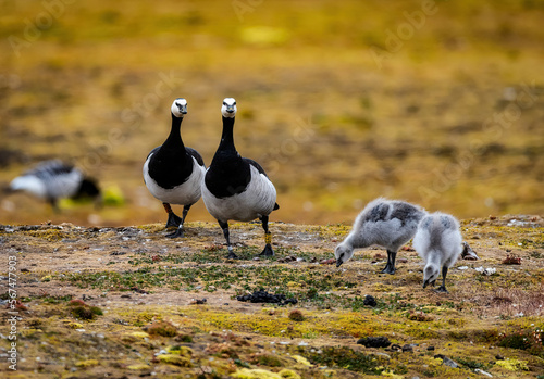 Canvas Print Barnacle Geese with chicks