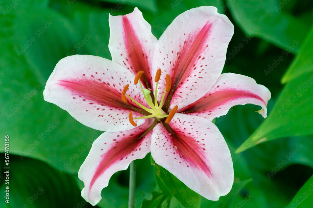 Red And White Dizzy Oriental Lily Growing In The Garden in Summer Red And White Dizzy Oriental Lily Growing In The Garden in Summer