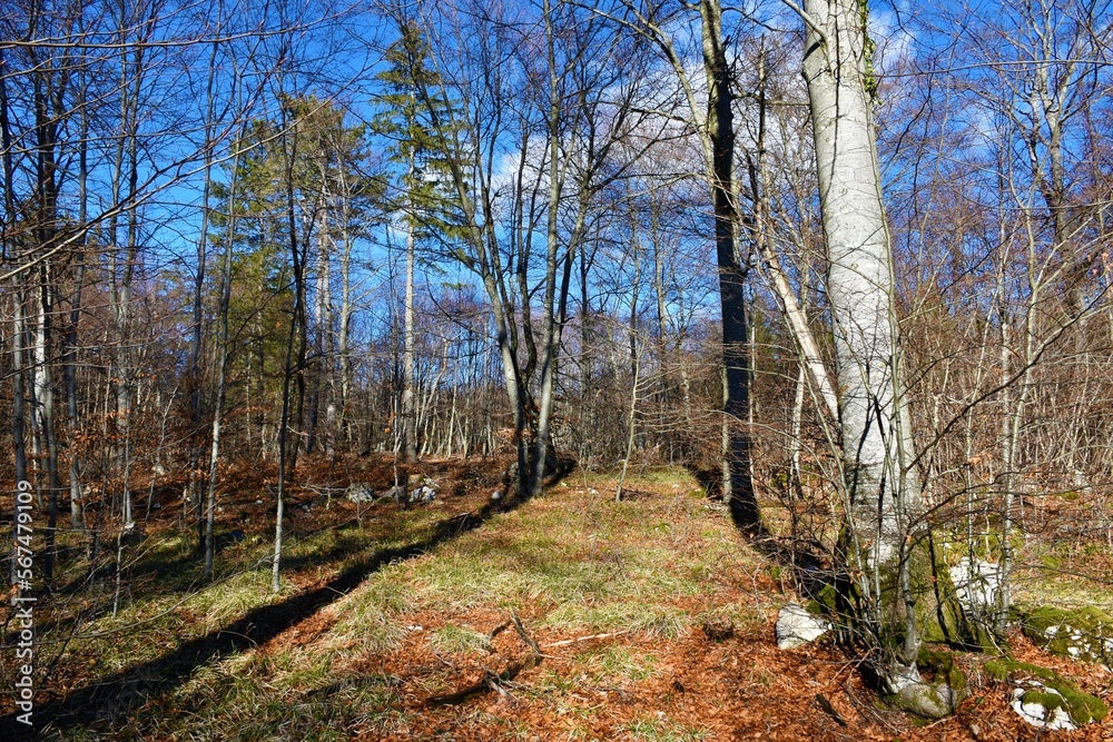 Clearing in a broadleaf, temperate, deciduous beech (Fagus sylvatica) forest