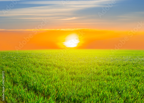 green rural agricultural field at the sunset