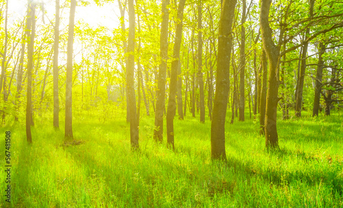 green oak forest glade in light of sparkle sun