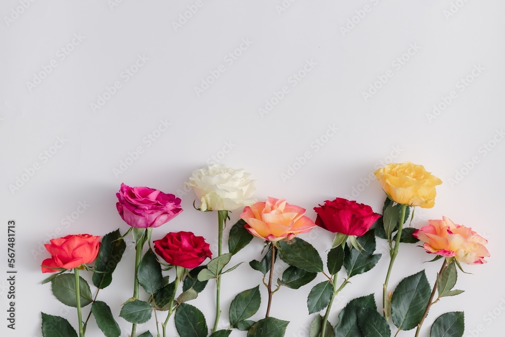 Colors rose flowers on white background. Valentine's Day, Birthday, Mother's day.