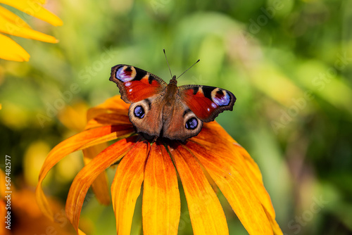 Butterfly Peacock Eye sits on a yellow rudbeckia flower