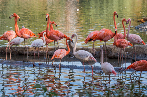 Birds. Pink and bright red flamingos in the Moscow Zoo.