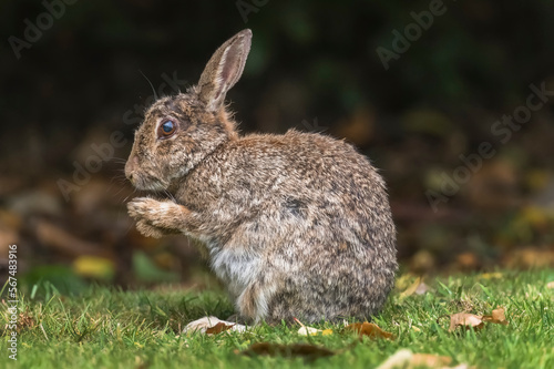 bunny rabbit on the grass cleaning itself in the uk in the summer