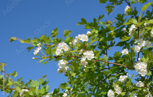 Hawthorn (Crataegus) blooms in nature