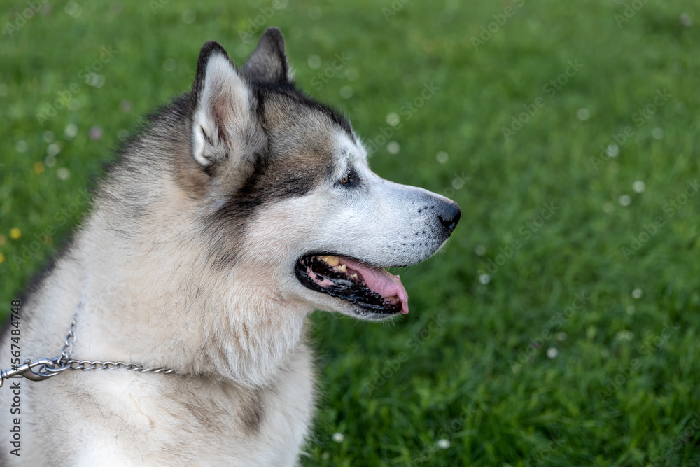 Portrait of a large Malamute dog in profile. Green background