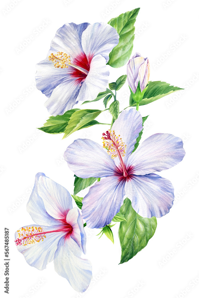 Hibiscus flowers with leaves, isolated background. Watercolor botanical illustration. set of tropical floral elements